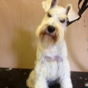 Dog Grooming Westerham