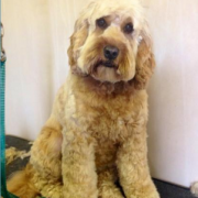 Dog Grooming Westerham