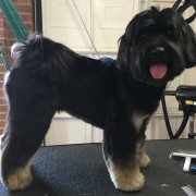 Dog Grooming Westerham