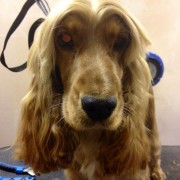 Dog Grooming Westerham