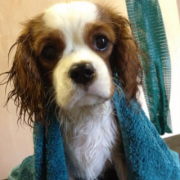 Dog Grooming Westerham