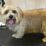 Dog Grooming Westerham