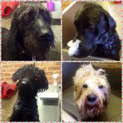 Dog Grooming Westerham