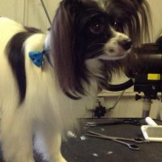 Dog Grooming Westerham