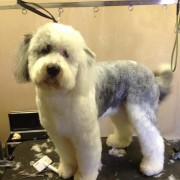 Dog Grooming Westerham