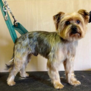 Dog Grooming Westerham