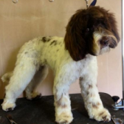 Dog Grooming Westerham