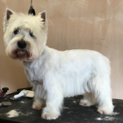 Dog Grooming Westerham