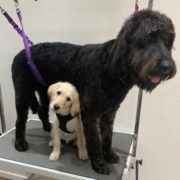 Dog Grooming Westerham