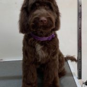 Dog Grooming Westerham