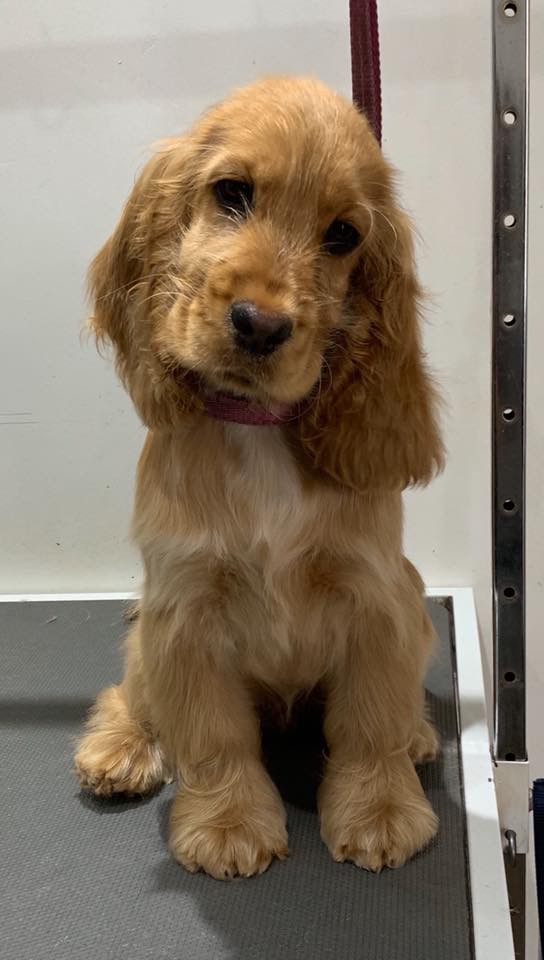 Teddy bear cocker spaniel outlet