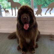 Dog Grooming Westerham