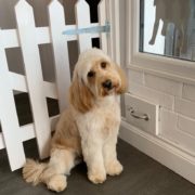 Dog Grooming Westerham