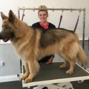 Dog Grooming Westerham